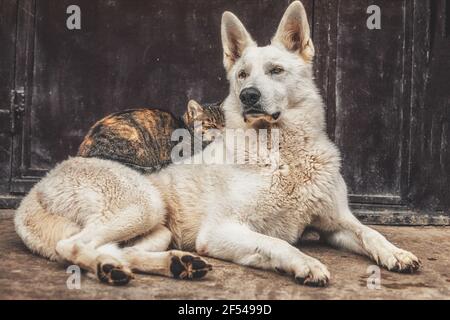 Weißer Wolfshund auf der Couch. Stockfoto