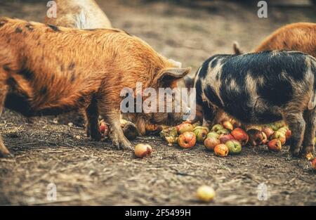 Neuseeländische Ferkel essen Äpfel. Stockfoto