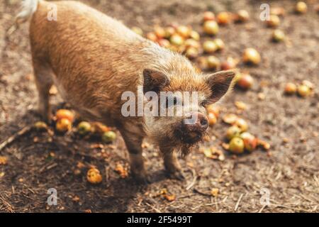 Neuseeländische Ferkel essen Äpfel. Stockfoto
