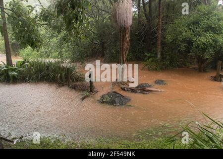 Überfluteter australischer Privatgarten nach 500 mm Regen, März 2021. Das Wasser ist vom kleinen Bach bis zur schnell fließenden Sintflut fast 2 Meter gestiegen. Stockfoto