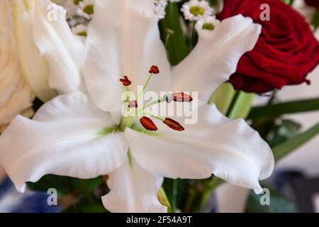 Ein Geburtstagsstrauß aus weißen Lillies und roten Rosen für eine besondere Dame, Nothampton, England, Großbritannien. Stockfoto