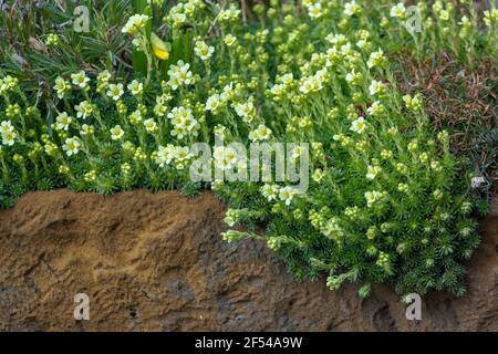 Delosperma nubigenum (Hardy Yellow Ice Plant) eine mattenbildende Sukkulente mit fleischigen, grünen Blättern und blassgelben, Gänseblümchen-ähnlichen Blüten. Stockfoto