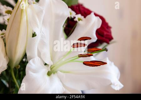 Ein Geburtstagsstrauß aus weißen Lillies und roten Rosen für eine besondere Dame, Nothampton, England, Großbritannien. Stockfoto