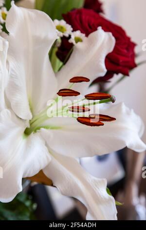 Ein Geburtstagsstrauß aus weißen Lillies und roten Rosen für eine besondere Dame, Nothampton, England, Großbritannien. Stockfoto