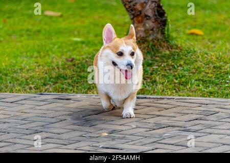 Porträt des glücklichen Pembroke Welsh Corgi Hundes Stockfoto