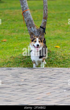 Vertikales Foto des dreifarbigen Welsh Corgi Hundes auf dem Rasen Stockfoto