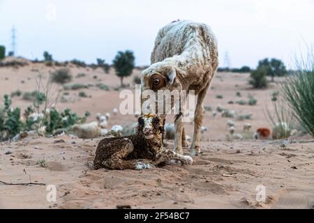 Schafe oder Ziegen leckt ihr Lamm nach der Geburt in der indischen Thar Wüste mit selektivem Fokus auf Thema und hinzugefügt Lärm und Getreide. Stockfoto