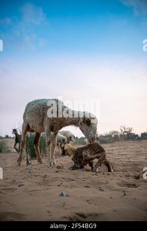 Schafe oder Ziegen leckt ihr Lamm nach der Geburt in der indischen Thar Wüste mit selektivem Fokus auf Thema und hinzugefügt Lärm und Getreide. Stockfoto