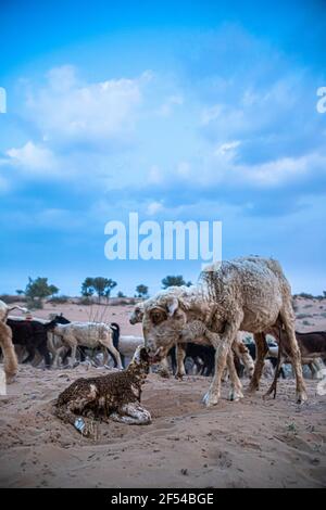 Schafe oder Ziegen leckt ihr Lamm nach der Geburt in der indischen Thar Wüste mit selektivem Fokus auf Thema und hinzugefügt Lärm und Getreide. Stockfoto