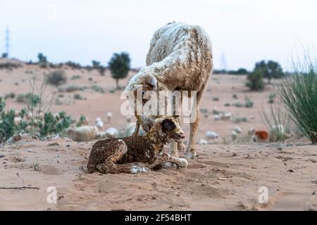 Schafe oder Ziegen leckt ihr Lamm nach der Geburt in der indischen Thar Wüste mit selektivem Fokus auf Thema und hinzugefügt Lärm und Getreide. Stockfoto