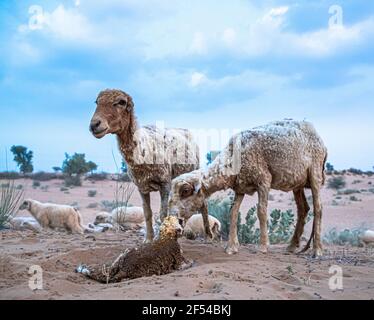 Schafe oder Ziegen leckt ihr Lamm nach der Geburt in der indischen Thar Wüste mit selektivem Fokus auf Thema und hinzugefügt Lärm und Getreide. Stockfoto