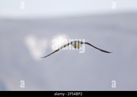 Sterntaucher - im Flug gegen die fernen Berge Gavia Stellata Flo Nature Reserve Island BI027943 Stockfoto