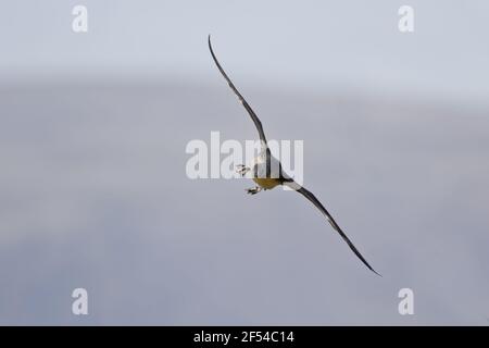 Sterntaucher - Gavia Stellata Flo Nature Reserve Island BI027951 landen hereinkommen Stockfoto