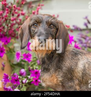 Drahthaariger Dachshund Hund Stockfoto