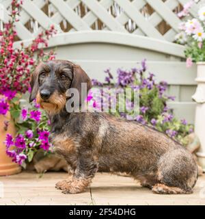 Drahthaariger Dachshund Hund Stockfoto