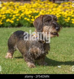 Drahthaariger Dachshund Hund Stockfoto
