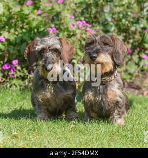 Zwei Wirehaired Dachshund Hunde Stockfoto