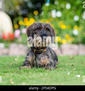 Drahthaariger Dachshund Hund Stockfoto