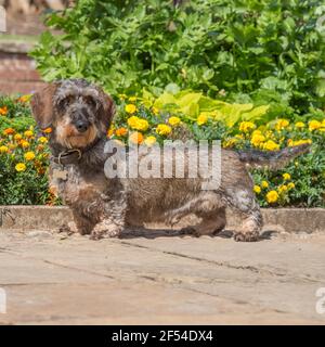 Drahthaariger Dachshund Hund Stockfoto