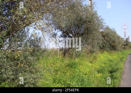 Olivenbäume Landschaft, neben der Straße Stockfoto
