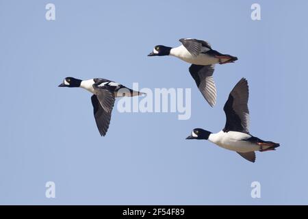 Barrow's Goldeneye - 3 Männchen im Flug Bucephala islandica Lake Myvatn Region Island BI028008 Stockfoto