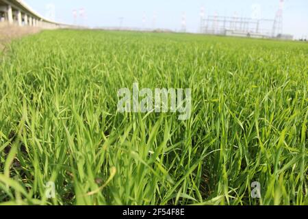 Landschaft von grünen Wiese mit Brücke und Hochspannung elektrisch Stromleitungen Stockfoto