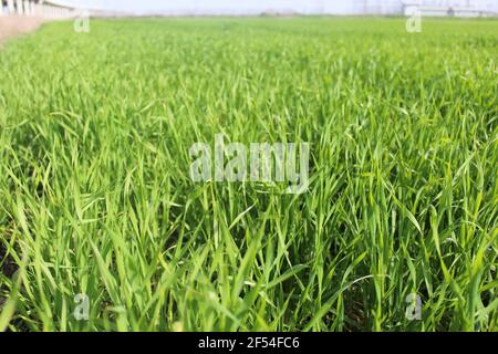 Landschaft von grünen Wiese mit Brücke und Hochspannung elektrisch Stromleitungen Stockfoto