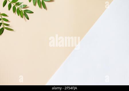 Rahmen für Text von frischen Blättern, Minimalismus Stil. Grüne Blätter mit Papier Karte Hinweis auf Segel Champagner Trend Hintergrund. Öko-Natur-Konzept. Stockfoto