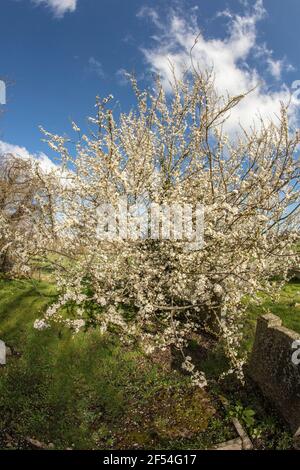 Blackthorne (Prunus spinosa) blüht Stockfoto