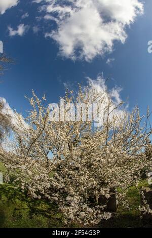 Blackthorne (Prunus spinosa) blüht Stockfoto