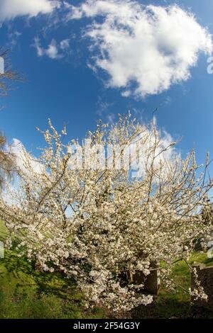 Blackthorne (Prunus spinosa) blüht Stockfoto