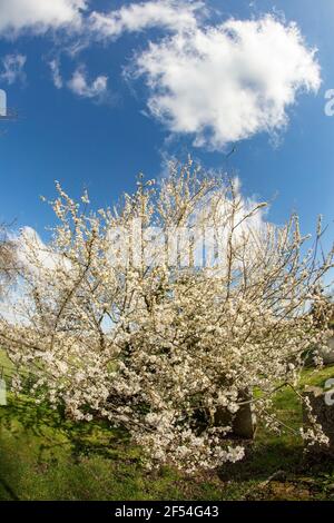 Blackthorne (Prunus spinosa) blüht Stockfoto