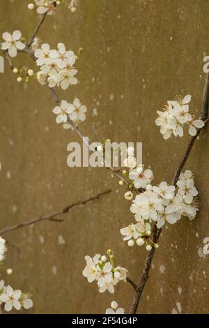 Blackthorne (Prunus spinosa) blüht Stockfoto