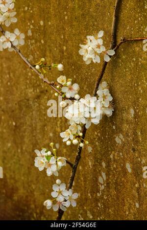 Blackthorne (Prunus spinosa) blüht Stockfoto