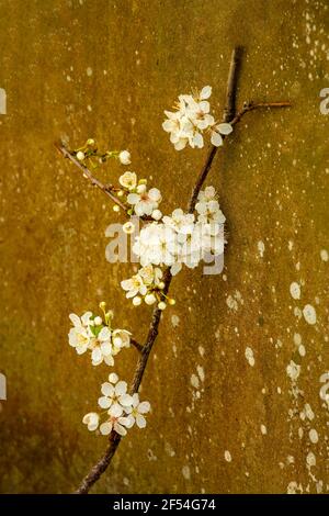 Blackthorne (Prunus spinosa) blüht Stockfoto