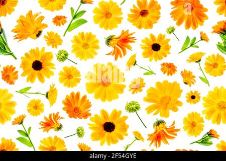 Nahtloses natürliches Muster von orangen Blüten der Ringelblume auf weißem Hintergrund, als Hintergrund oder Textur. Frühling, Sommer Tapete für Ihr Design. Oben Stockfoto