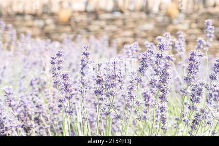 Lavendel in voller Blüte auf den Feldern in einem Somerset Lavendelfarm Stockfoto