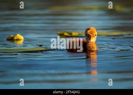 Ein einstündiger Sandhill Crane colt testet das Wasser des Kangaroo Lake Naturreservats in der Nähe von Baileys Harbour, Door County WI. Bild von meinem Kajak genommen. Stockfoto