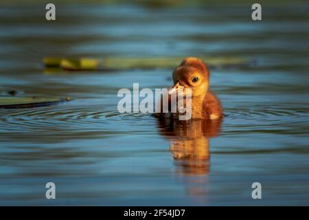 Ein einstündiger Sandhill Crane colt testet das Wasser des Kangaroo Lake Naturreservats in der Nähe von Baileys Harbour, Door County WI. Bild von meinem Kajak genommen. Stockfoto