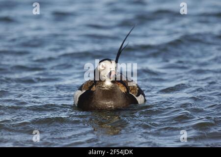 Eisente Clangula Hyemalis See Myvatn Island BI028127 Stockfoto