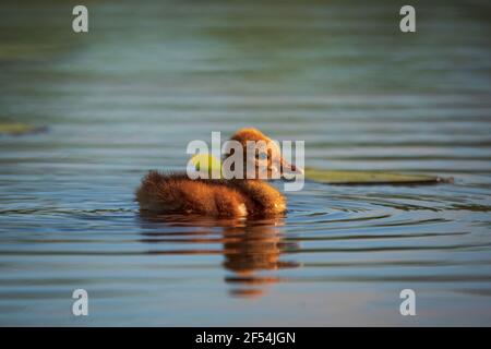 Ein einstündiger Sandhill Crane colt testet das Wasser des Kangaroo Lake Naturreservats in der Nähe von Baileys Harbour, Door County WI. Bild von meinem Kajak genommen. Stockfoto