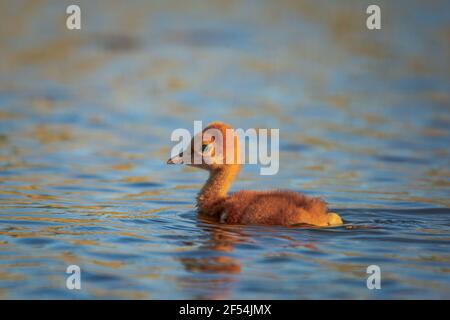 Ein einstündiger Sandhill Crane colt testet das Wasser des Kangaroo Lake Naturreservats in der Nähe von Baileys Harbour, Door County WI. Bild von meinem Kajak genommen. Stockfoto