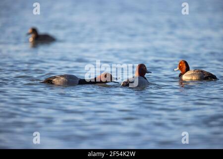 Gruppe Rotkopfenten, die auf einem See schwimmen. Stockfoto