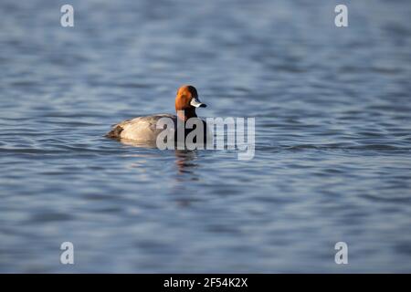 Drake Rotschopf Ente schwimmen allein. Stockfoto