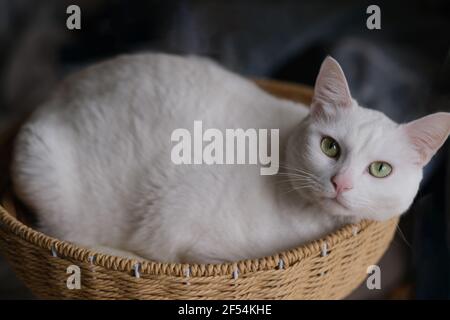 Eine reinweiße Katze liegt im Korb, Blick auf die Kamera. Verwischen dunklen Hintergrund Stockfoto