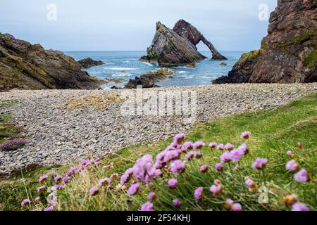 Sea Pink Thrift blüht am Ufer des Bow Fiddle Rock in Moray Firth. Portknockie, Moray, Schottland, Großbritannien Stockfoto