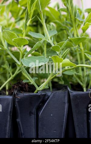 Eine Nahaufnahme von in Rootrainern wachsenden Setzlingen mit süßer Erbsenerde Stockfoto