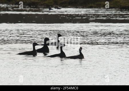 Gemeiner Schotte - kleine Gruppe Melanitta nigra Lake Myvatn Island BI028197 Stockfoto