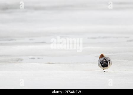 Pfeifenten - am Rand des gefrorenen See Anas Penelope See Myvatn Island BI028245 Stockfoto