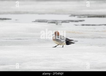 Pfeifenten - am Rand des gefrorenen See Anas Penelope See Myvatn Island BI028246 Stockfoto